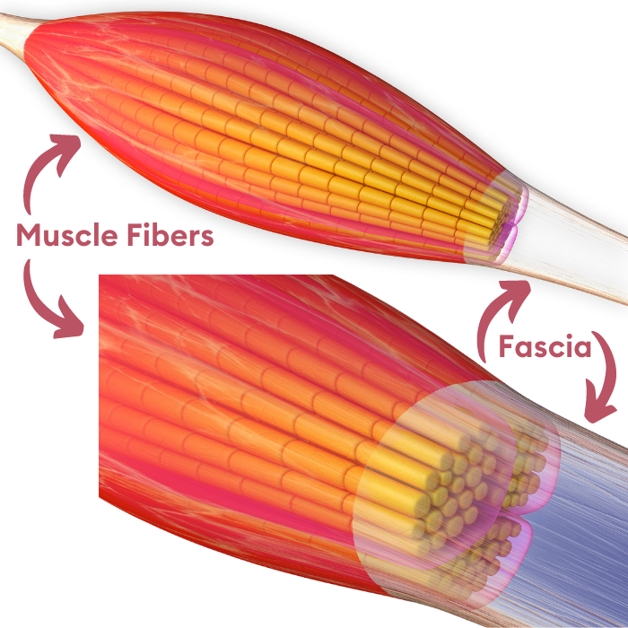 How Myofascial Release Affects Muscle Performance & Recovery MINTBIOLOGY