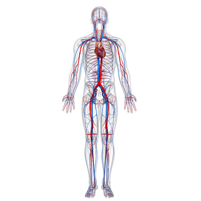 How The Circulatory System Affects Your Life – MINTBIOLOGY